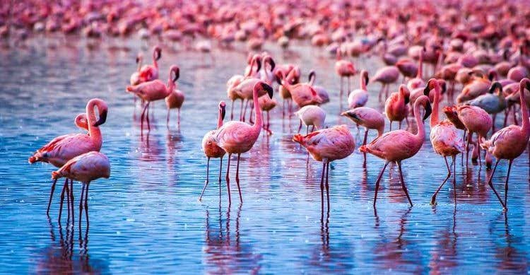 A Birdwatcher's Guide to Lake Elementaita: Over 400 Species in the Great Rift Valley
